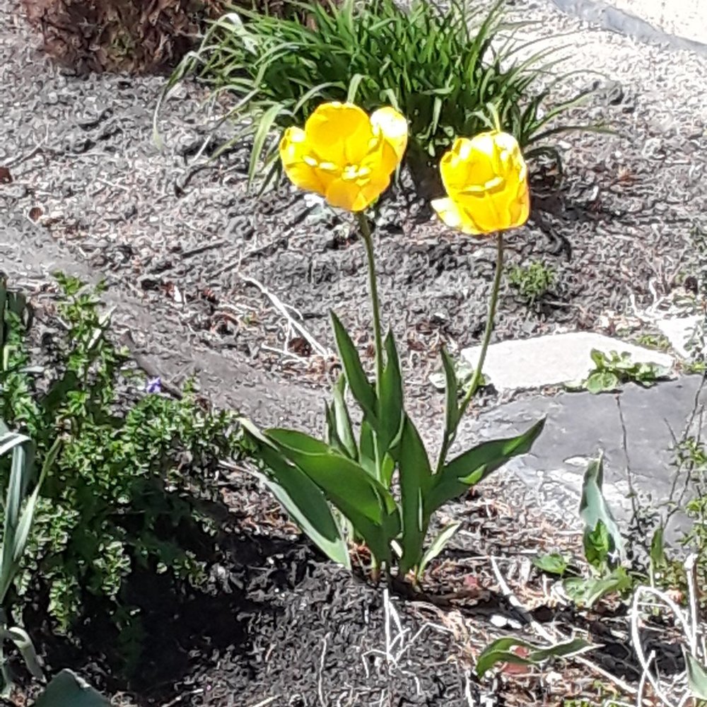 Meet your Posher, Tammelyn